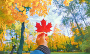 Close up of hand holding red autumn maple leaf